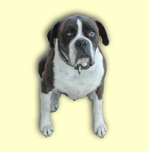 Keiser, the Stud Boxer --- passed away --- Rest in peace