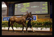 Fastnet Rock-Quack filly