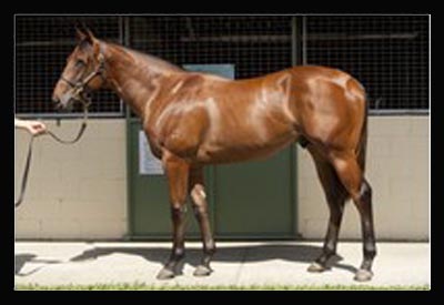 Fastnet Rock-Rose of Cimmaron colt