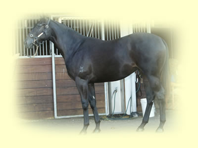 Brown Filly - Bianconi-Ancient Lights by Canny Lad